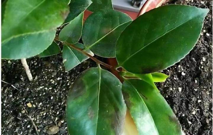 盆栽玫瑰花多少钱：价格解析与选购指南