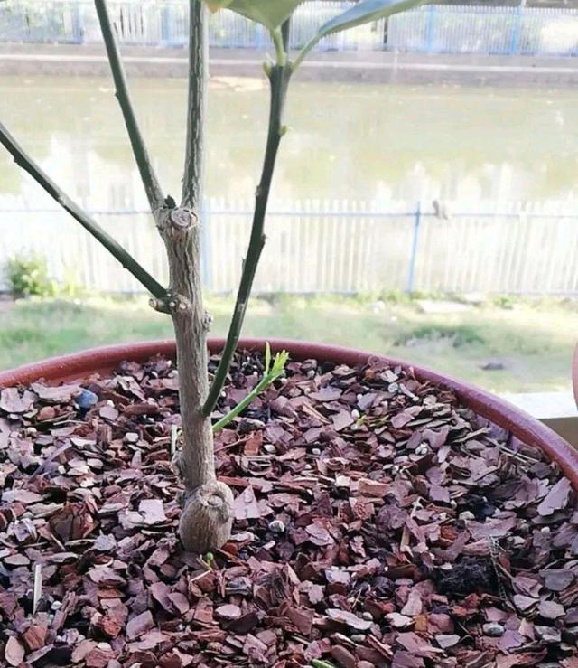 球松的叶子合拢：揭秘其背后的秘密